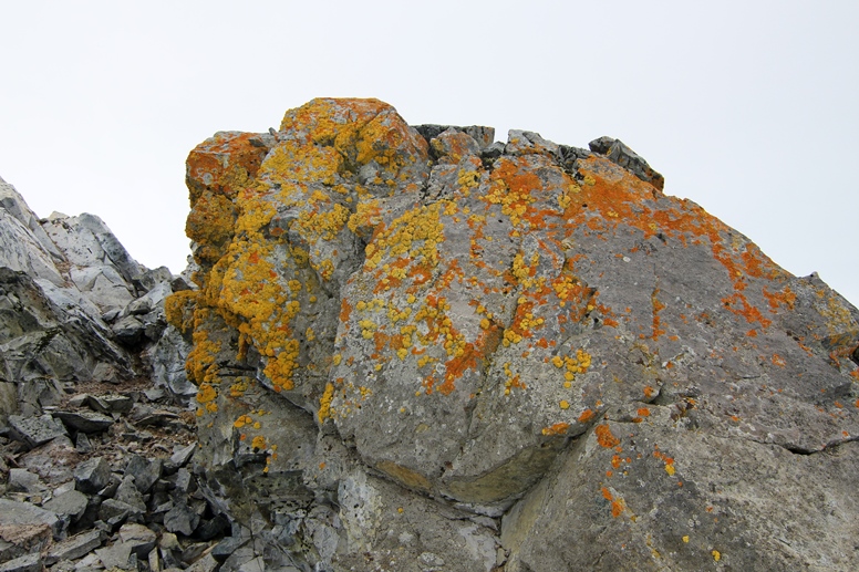 lichens